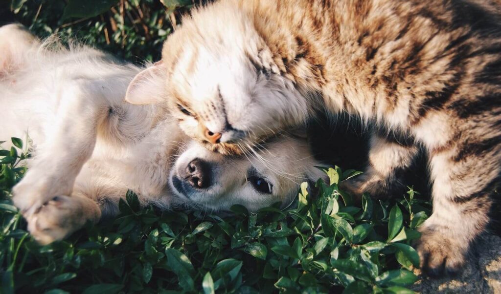 dog and cat warm